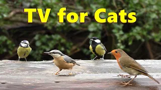 Cat TV ~ Little Birds in The Forest ⭐ 8 HOURS ⭐