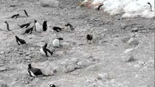 Skua attacks penguin, steals chicks and eats them whole (graphic)