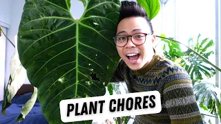 anthurium updates 💚 philodendron propagation, repot, air layering, watering plants | plant chores