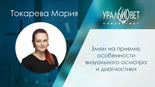 Змеи на приеме, визуальный осмотр и диагностика. Лектор Мария Токарева #убвк_экзотические_животные