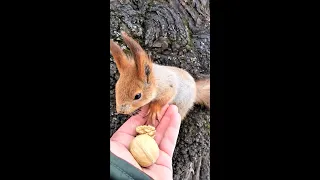 Уговорил белку взять орешек попроще / Persuaded the squirrel to take a simpler nut