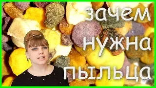 А ты знаешь? Для чего нужна ПЫЛЬЦА?