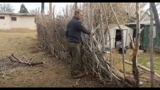 I Made a Deer-Proof Fence for Free (Dead Hedging)