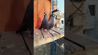 Nili Jod || Kabutar bazi || top Quality pigeon #pigeon #kabutar #viral #shorts #shortvideo #foryou