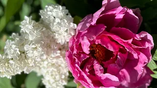 FLOWERS IN MY GARDEN. Quiet time.