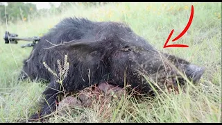 SHOOTING BIG BOAR with a BOW!! (DROPPED HIM)