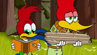 Shoddy Scout Leader Woody! | Woody Woodpecker