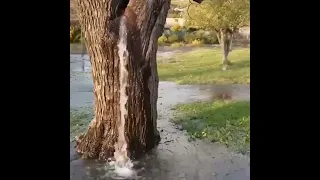 Mulberry tree 150years old of Dinosa in Montenegro has been gushing water since the 1990's