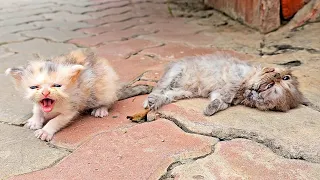 The Kitten desperately begged passersby to help his mate, watching his partner going to end