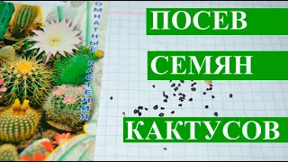 Кактусы из семян, посев, пересадка кактусов и что в итоге выросло