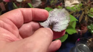 How-To - Rex Begonias In Water Culture & Water Propagation