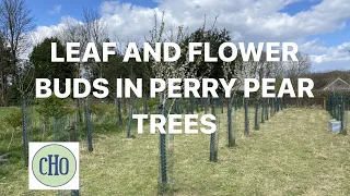 Leaf and Flower Buds on Perry Pear Trees