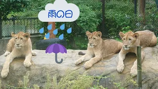 徳島動物園　三つ子ライオン　☂雨の日☂　5月7日