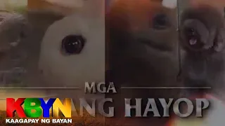 KBYN: Balik-tanaw sa iba't ibang hayop na inaalagaan, pinagkakakitaan