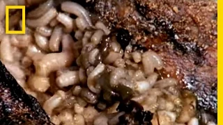 Maggot Medicine | National Geographic