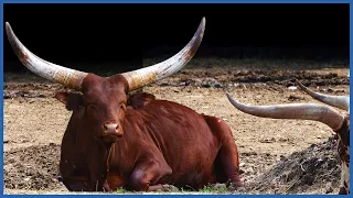 TOP 10 Animals with biggest horns