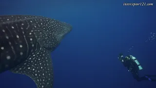 Baio del Monstruo Dive Site - Sanctuary of Flora and Fauna of Malpelo Island