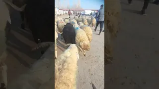 Van Erciş hayvan pazarı