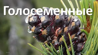 19. Голосеменные (6 класс) - биология, подготовка к ЕГЭ и ОГЭ 2022