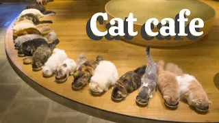 Cat Cafes in Japan: Experience Tranquility and Connection , Mrs Vegan