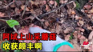 【大山的馈赠】阿斌上山采蘑菇，在林子里寻找一天，收获两大朵“美味牛肝菌”