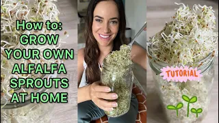 How To Grow Your Own Alfalfa Sprouts At Home | Full Tutorial