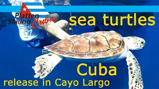 Sea turtles released into the wild in Cuba Cayo Largo, by Yacht Charter Cuba - Platten Sailing