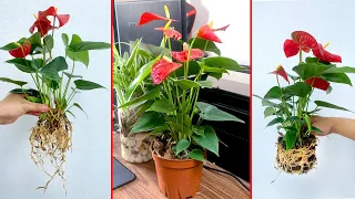 FULL VIDEO: + 06 Effective ways to grow - propagate Anthurium flowers at home