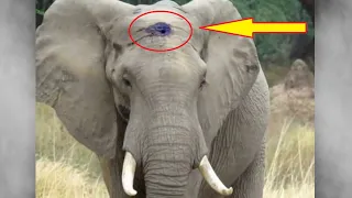 Когда этот слон вышел из леса, волонтёры поняли всё без слов, в такое трудно поверить