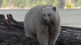 МЕДВЕДИ Документальный фильм  Дикая природа Bear in the wild