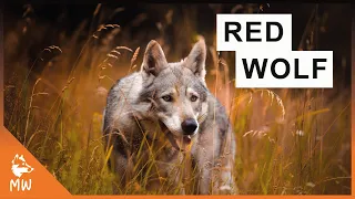 27 Types of Wolves ALL Existing Subspecies