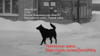 Мало показов  агрессивных собак c 2024-03-15 по 2024-03- 16