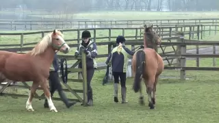 What happened to the Amersham horses?