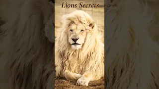 The secret life of lions revealed #shorts