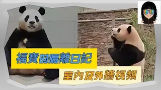 褔寶隔離日記1, 韓國財閥家小公主福寶回國 #fubao #福寶 #panda  #熊貓 #大熊貓