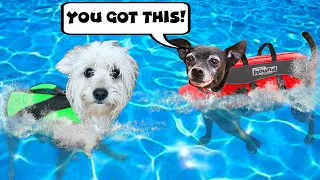 Giving Our Dog's Crush Swimming Lessons For the First Time