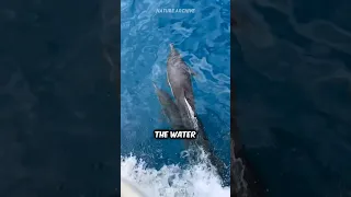 Why dolphins ride in front of ships! 🚢