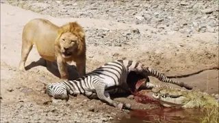 Crocodile vs Male Lion - Crocodile steals Male Lions Kill.