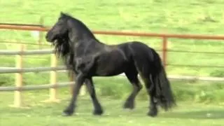 Friesian Stallion - Magnificent