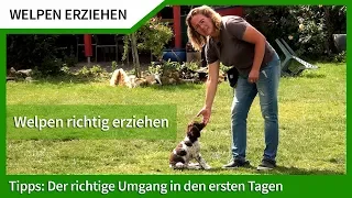 Welpen Erziehen ► Umgang mit dem Welpen in den ersten Tagen ► Welpen richtig erziehen