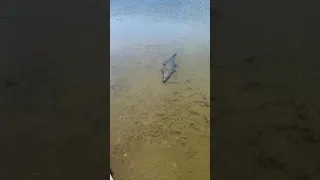 Crocodile at Punta Sur. Cozumel Mexico