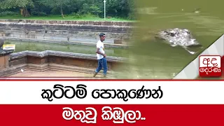 කුට්ටම් පොකුණෙන් මතුවූ කිඹුලා..