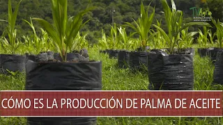 Como es la produccion de palma de aceite - TvAgro por Juan Gonzalo Angel Restrepo