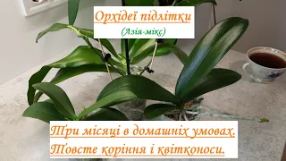 Азіатські орхідеї-підлітки. Чудовий результат за три місяці!