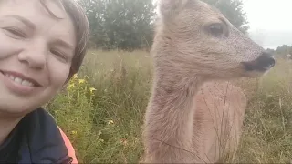 Замудохались все/ Косуля среди коз