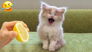 New Funny Animals 🤣 Funniest Cats and Dogs Videos 😺🐶 Part 16