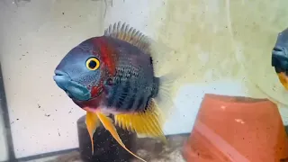 Kim thơm ngũ sắc ( Red shoulder severum)