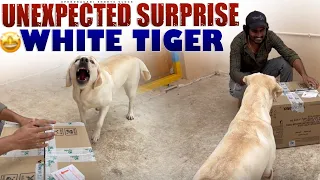 White Tiger..😲 | మన ఇంటికి కొత్త Friend వచ్చాడు | Unexpected Surprise  @upendragani #viral