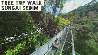 Tree Top Walk Sungai Sedim - world’s longest rainforest canopy walk | jalan makan 360