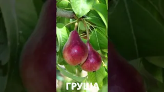 Деревья русского ландшафта